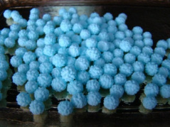 Mimoza niebieska 150g