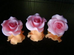 Róża duża różowa cieniowana -L N 1 op (3 szt)