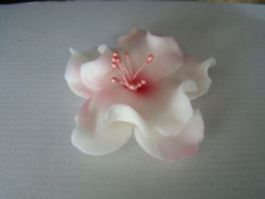 Magnolia biało- różowa 1 szt