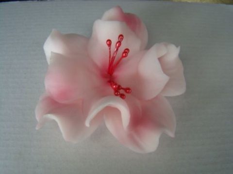 Magnolia różowa - 1 szt