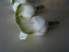 Tulipan krótki - biało zielony - 1 szt.
