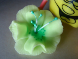 Magnolia mała - limonka -1 szt
