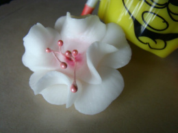 Magnolia mała - biało-rózowa-1 szt