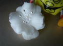 Magnolia mała - biała -1 szt