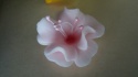 Magnolia mała - różowa -1 szt