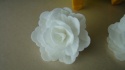 Róża Chińska - biała (1 op- 3 szt)