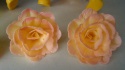 Róża Chińska - cieniowana herbaciana (1 op- 3 szt)