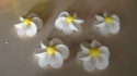 Kwiatek średni biały 067 - 1op ( 5szt.)