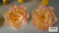 Róża Chińska - cieniowana herbaciana (1 op- 18 szt)